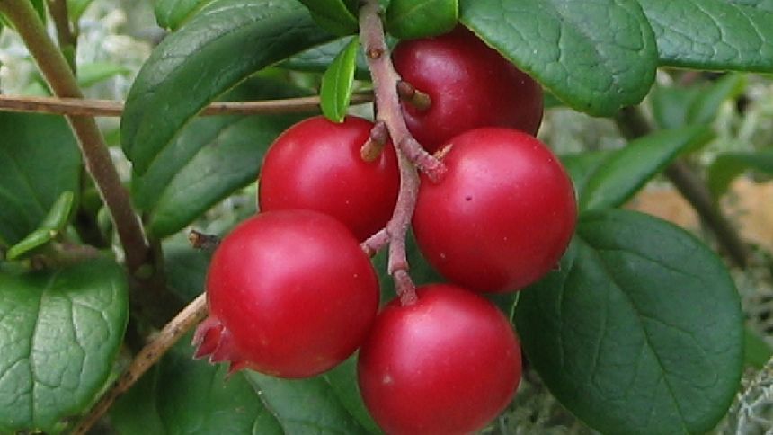 Ten owoc to samo zdrowie