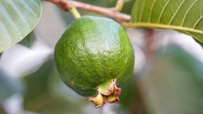 Ten owoc to idealny zamiennik słodyczy