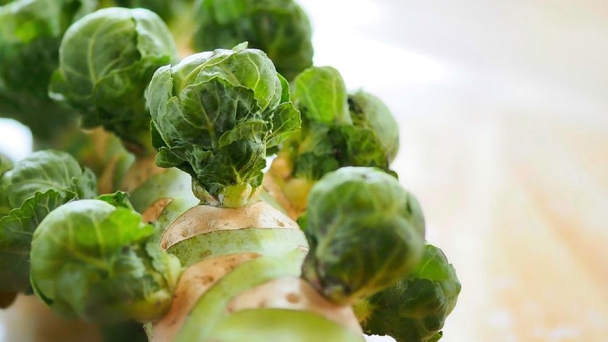 To warzywo jest pogromcą raka