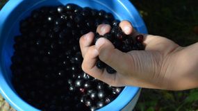 Ten owoc jest pogromcą raka. Polacy powinni jeść garściami 