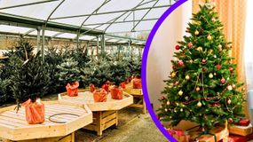 Jakie drzewko gubi najmniej igieł?