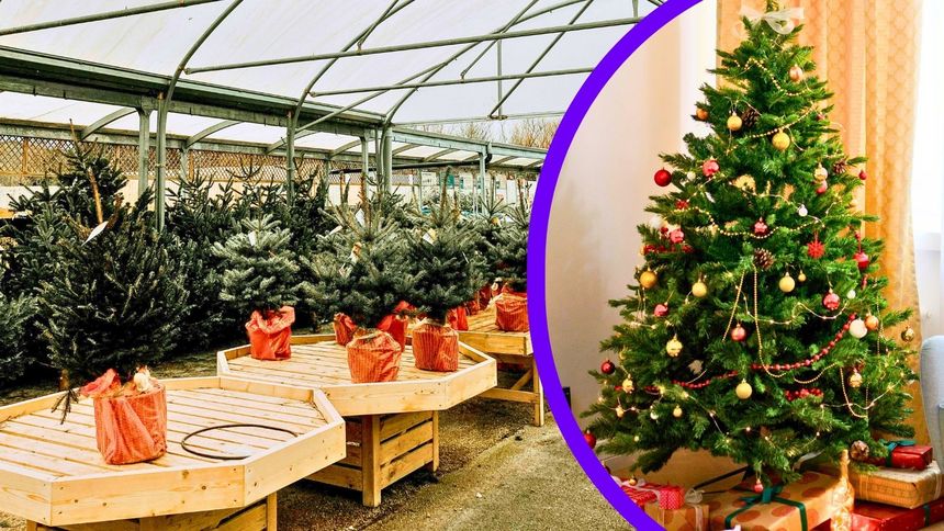 Jakie drzewko gubi najmniej igieł?