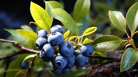 Jak pielęgnować borówkę?