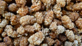 Morwa biała jest korzystna dla zdrowia