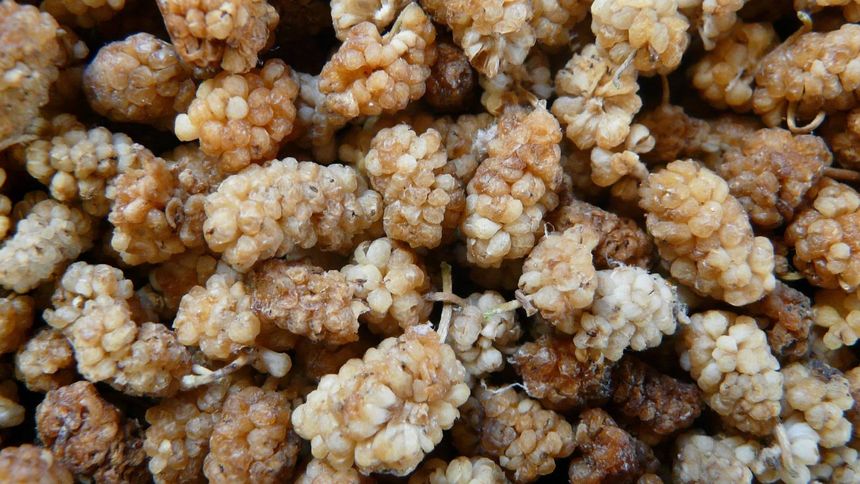 Morwa biała jest korzystna dla zdrowia