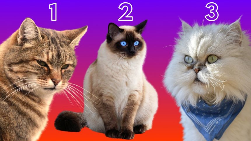Psychotest. Wybierz kota