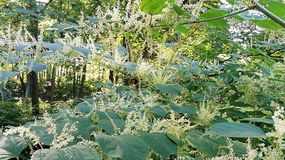 Ta roślina jest niebezpieczna