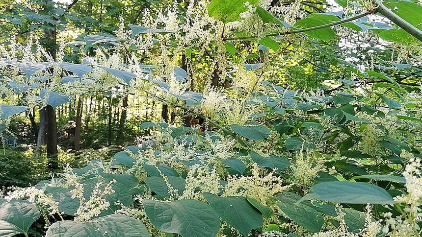 Ta roślina jest niebezpieczna