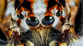 Jaki jest największy pająk na świecie?