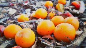 Ten owoc ochroni twoje serce