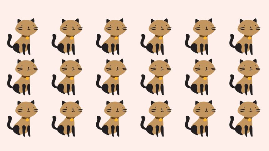 Tylko bystry Polak zauważy niepasującego kota