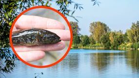 Ta ryba jest zagrożeniem dla ekosystemu