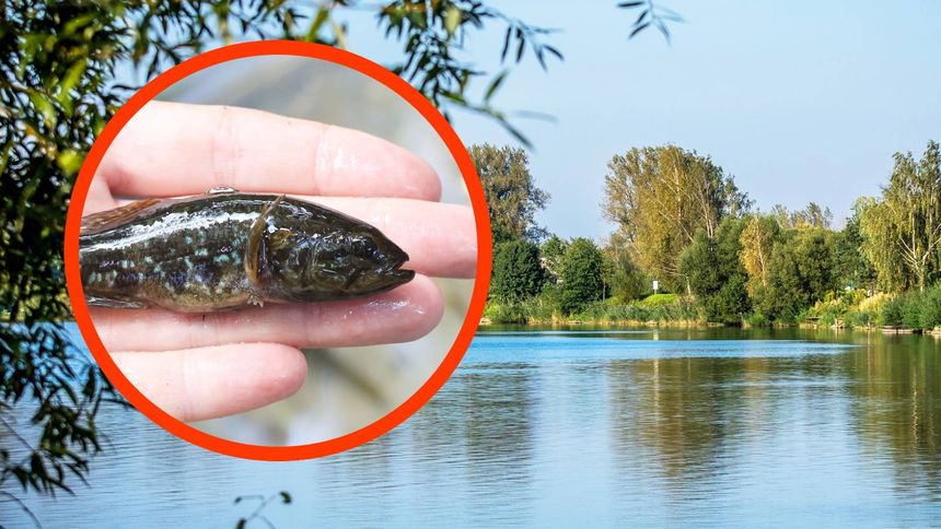 Ta ryba jest zagrożeniem dla ekosystemu