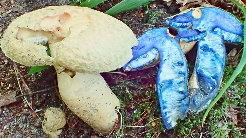Niebieski grzyb, którego nie trzeba unikać