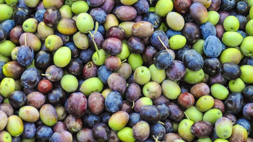 Oliwki są bogate w wartościowe składniki