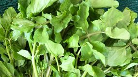 Rukiew wodna to najzdrowsze warzywo świata