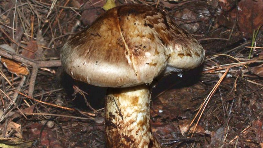 Ten grzyb jest wart fortunę