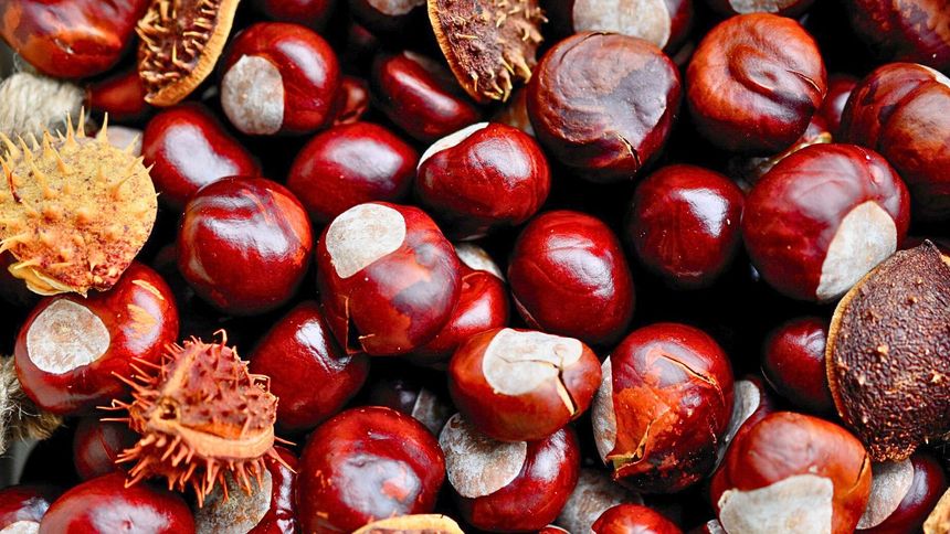 To popularny przesąd z kasztanami