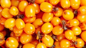 Rokitnik to jeden z najzdrowszych owoców