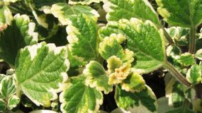 Komarzyca to postrach kleszczy i komarów