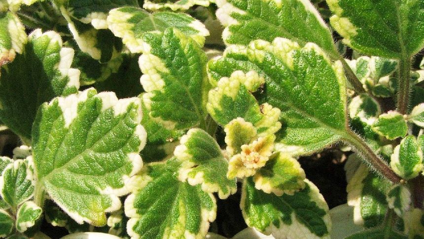 Komarzyca to postrach kleszczy i komarów