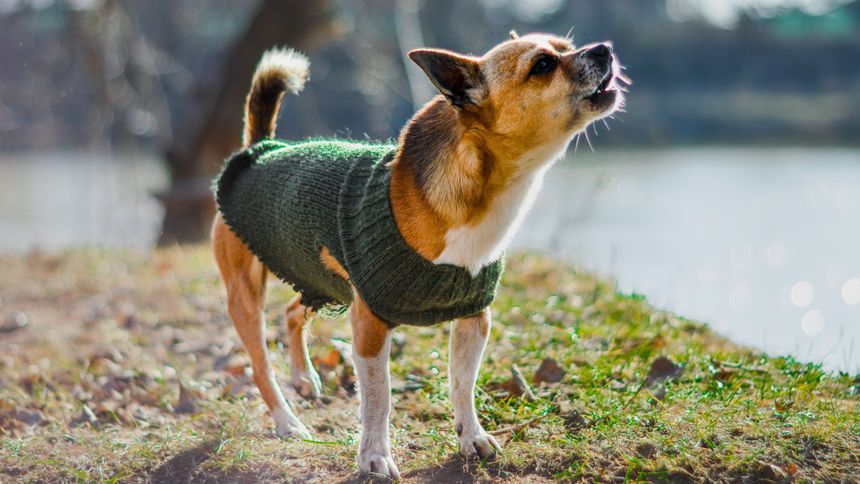 Coraz więcej osób skarży się na szczekanie psów