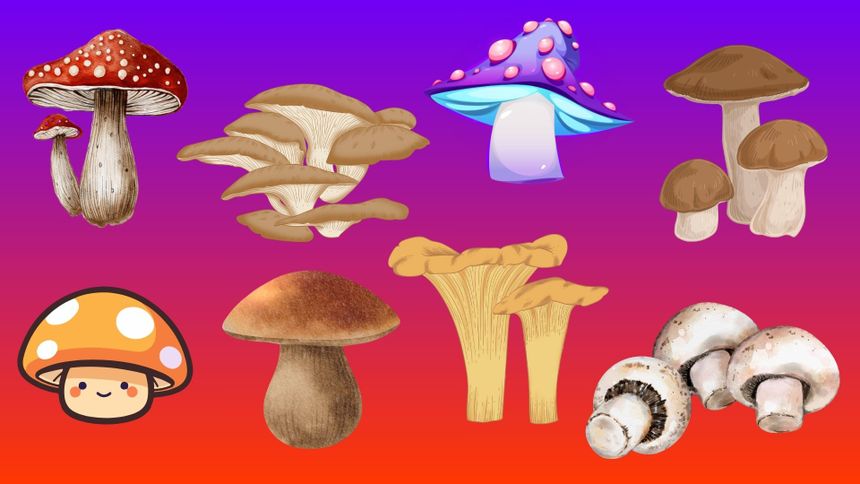 Psychotest. Który grzyb przemawia do ciebie najbardziej?