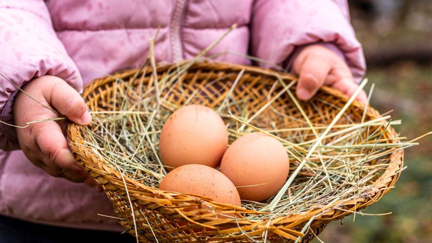 Co było pierwsze - kura czy jajko?