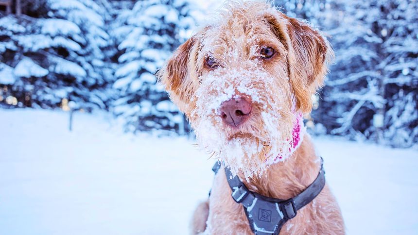Ubranie dla psa na zimę nie zawsze jest koniecznością.