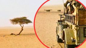 Drzewo Ténéré było symbolem oraz drogowskazem.