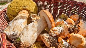 Tak sprawdzisz, czy grzyb jest zdrowy