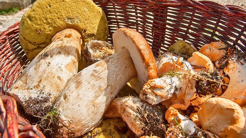 Tak sprawdzisz, czy grzyb jest zdrowy