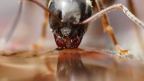 Te rośliny sprawią, że nie pozbędziesz się mrówek