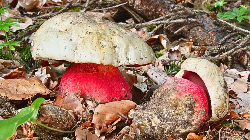 Tego grzyba omijaj szerokim łukiem