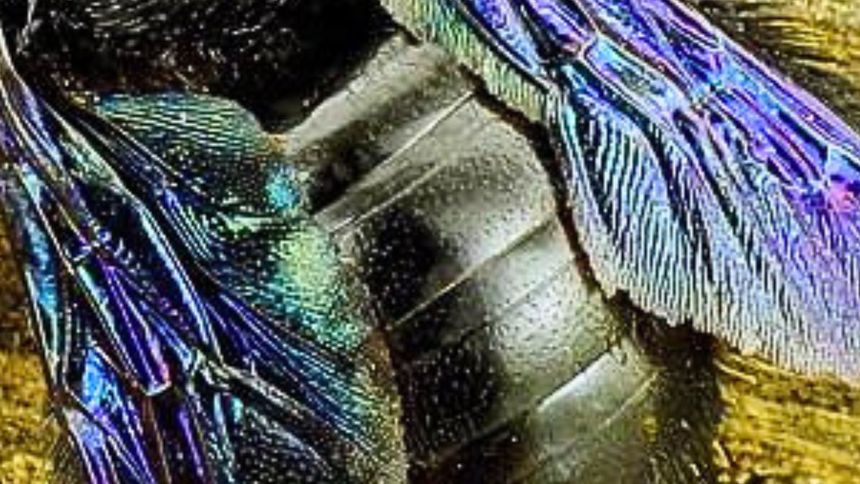 Widziałeś tego owada? Coraz bardziej zadomawia się w Polsce