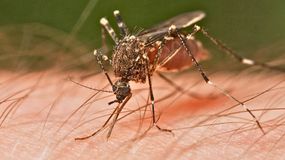 Posadź tę roślinę, jeśli chcesz się pozbyć komarów