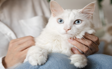 Kot siedzi na kolanach