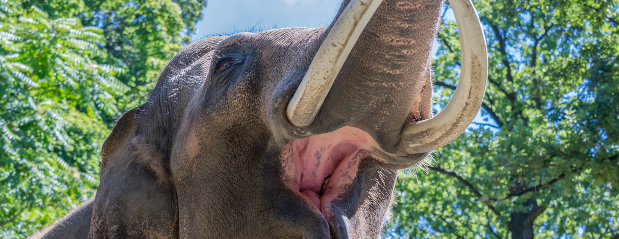 Atak słonia w Indiach