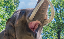 Atak słonia w Indiach