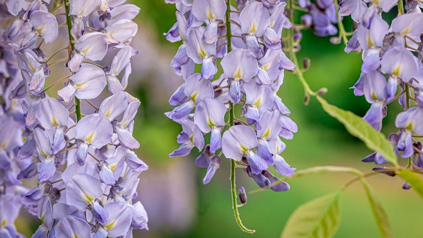 Wisteria to doskonały zamiennik dla bzu