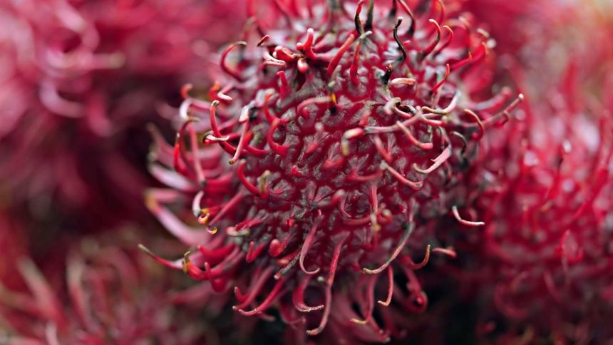 Ten owoc to witaminowa bomba. Polacy unikają i nie korzystają, choć jest dostępny