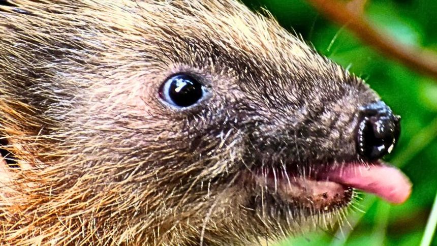 To jedno z najbardziej pożytecznych zwierząt, które zamieszkują nasz ogród