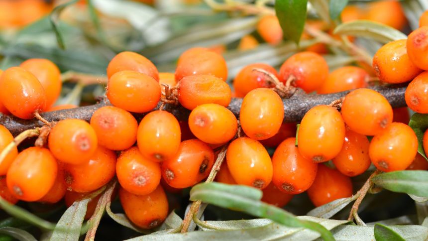 Rokitnik to witaminowa bomba