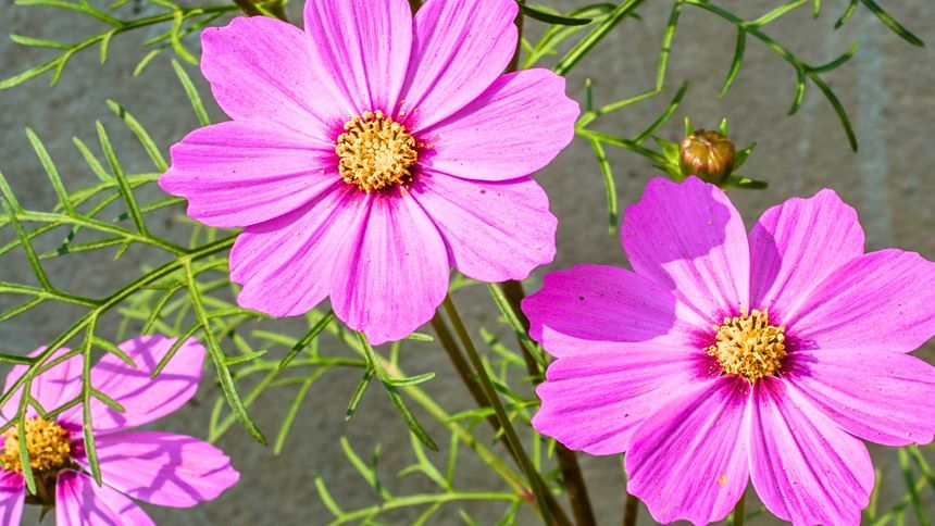 Kosmosy - w PRL były hitem 