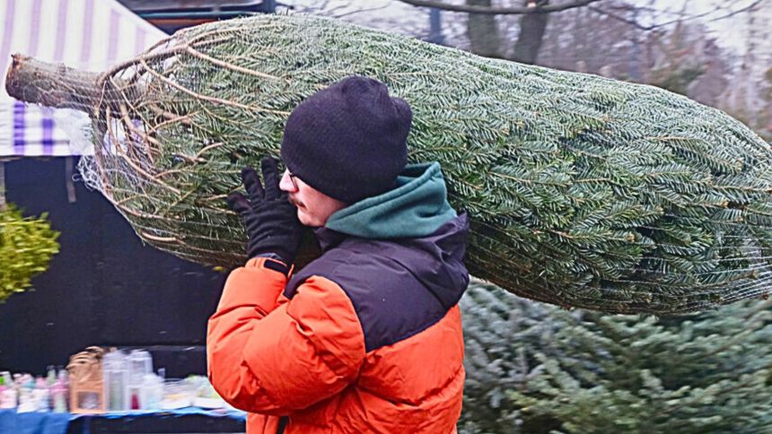 Sztuczna czy żywa choinka? 