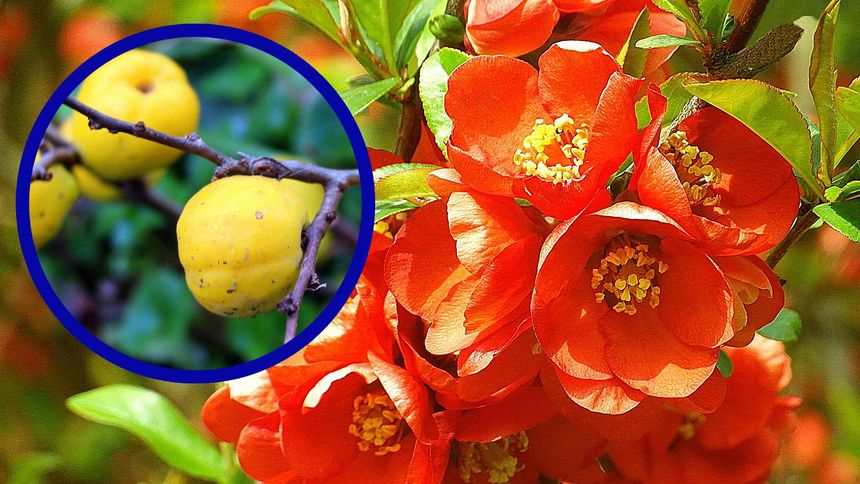 Ta roślina daje piękne kwiaty i owoce