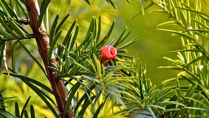 To piękne drzewo jest trujące