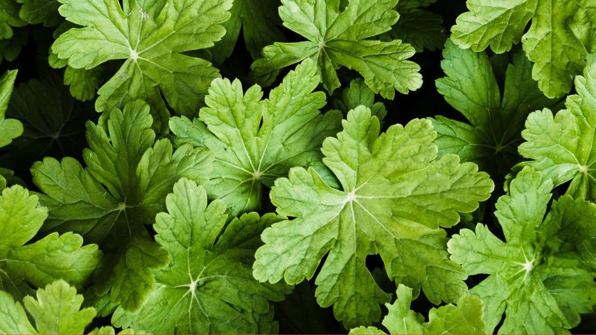 Trybula ogrodowa to roślina o wszechstronnym zastosowaniu