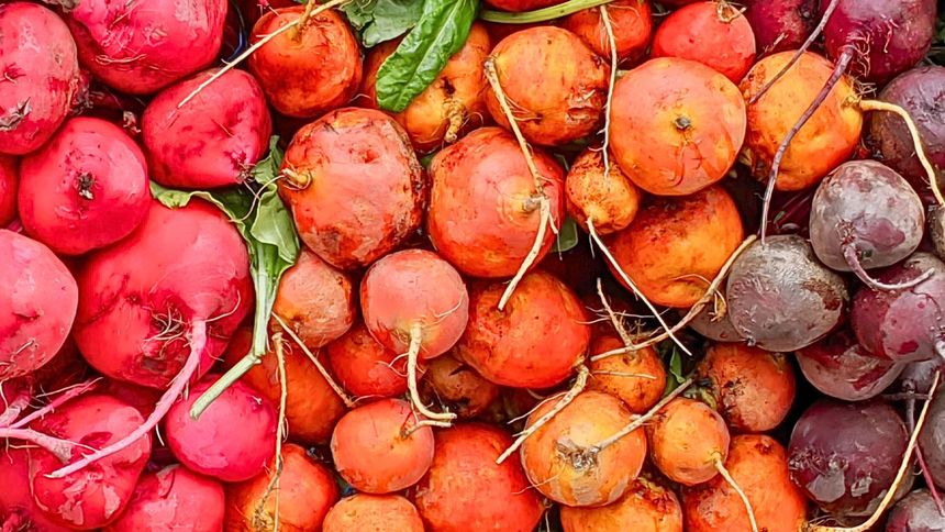 Ta odmiana buraka jest niezwykła