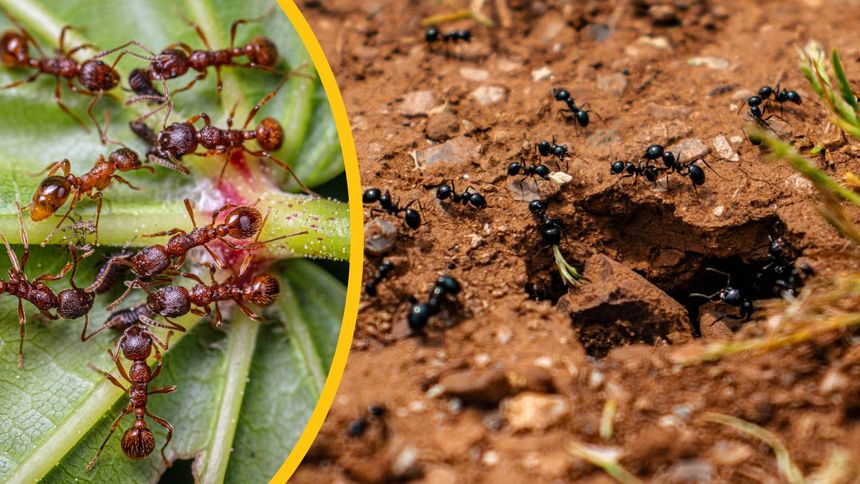 Tak pozbędziesz się mrówek